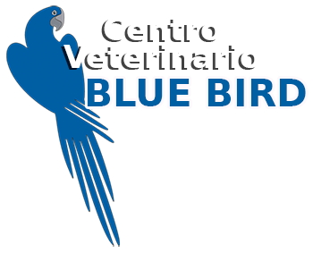 Centro Veterinario Blue Bird 